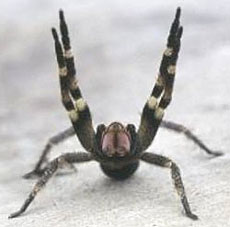 Phoneutria nigriventer